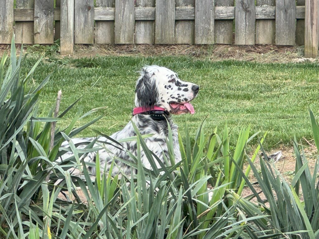 melbackyard